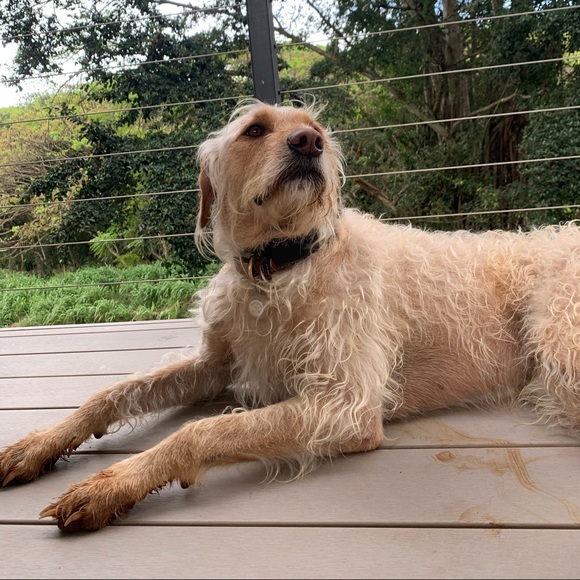 Meet your Posher, Ivy - Picture 4 of 10